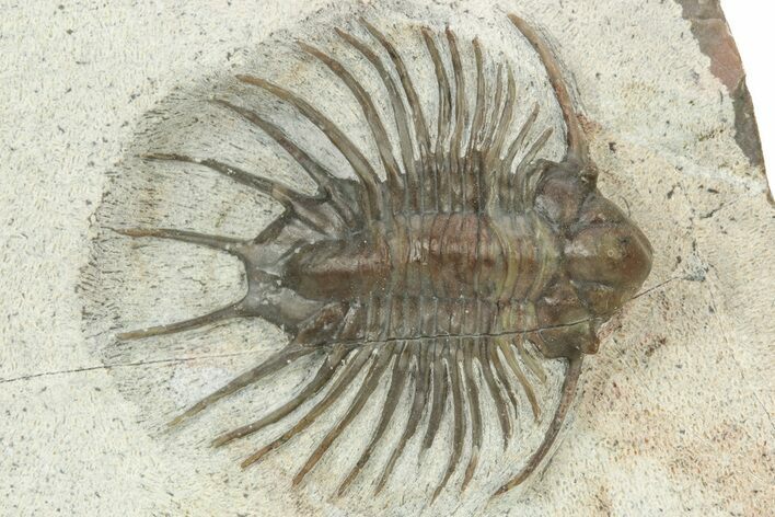 Unidentified Lichid Trilobite From Jorf - Belenopyge Like #242428